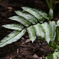 Coniogramme emeiensis