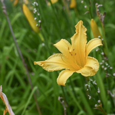 Hemerocallis 'Stella de Oro'