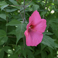 Hibiscus Moscheutos Rosea