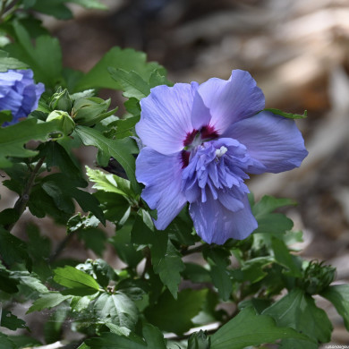 Hibiscus syriacus Blue Chiffon® notwood3