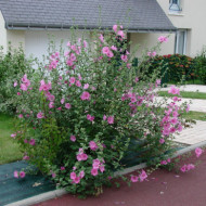 Lavatera 'Rosea'
