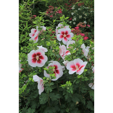 Hibiscus syriacus 'Hibisa® Blanco'