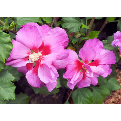 Hibiscus syriacus 'Hibisa® Parma'