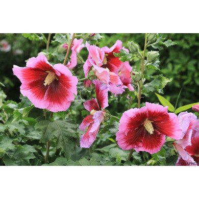 Hibiscus syriacus 'Hibisa® Cocktail'