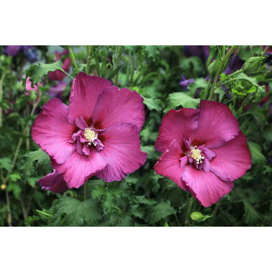 Hibiscus syriacus 'Hibisa® Sangria'