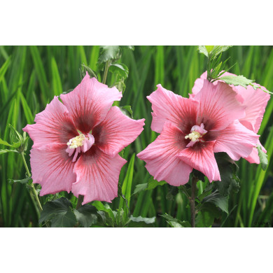 Hibiscus syriacus 'Hibisa® Rosada'