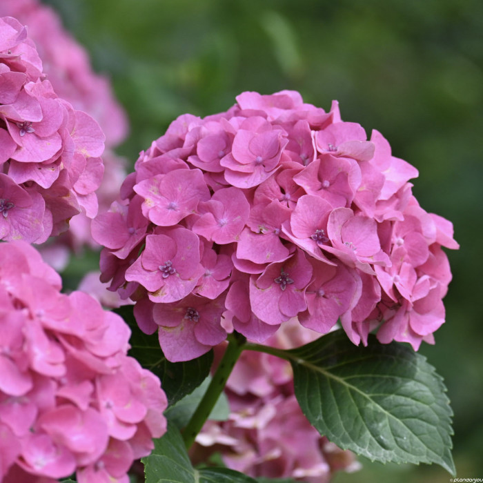 Hydrangea macrophylla 'Benelux' rose