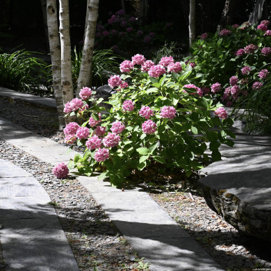 Hydrangea macrophylla 'Benelux' rose