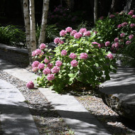 Hydrangea macrophylla 'Benelux' rose