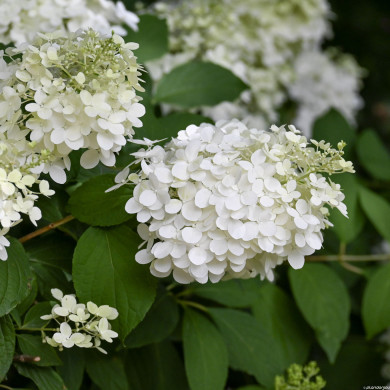 Hydrangea paniculata Diamantino® ren101