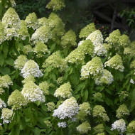 Hydrangea paniculata Diamantino® ren101