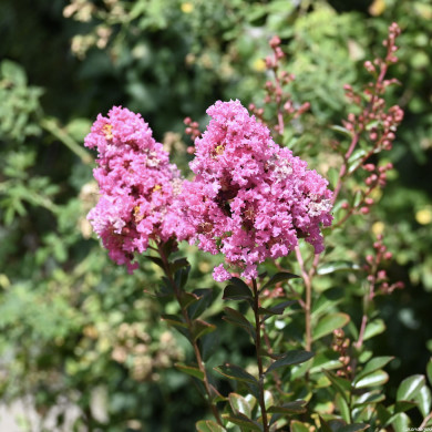 Lagerstroemia indica Eveline® Lage001