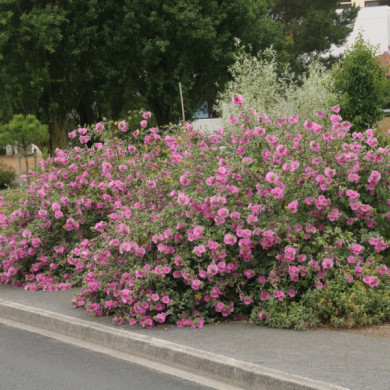 Lavatera 'Rosea'