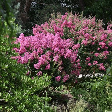 Lagerstroemia indica rose