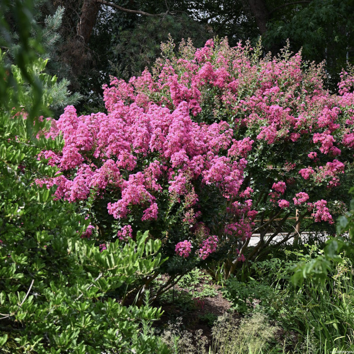 Lagerstroemia indica rose