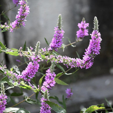 Lythrum salicaria