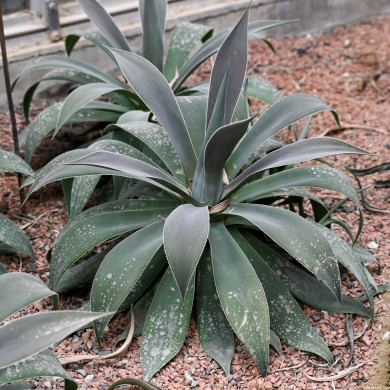 Mangave 'Lavender Lady'