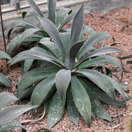 Mangave 'Lavender Lady'