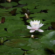 Nymphaea alba