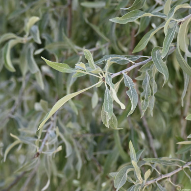 Pyrus salicifolia 'Pendula'