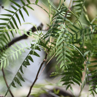 Schinus molle