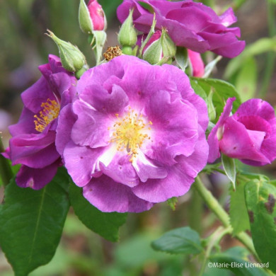 Rosier paysager Rhapsody in Blue® Frantasia