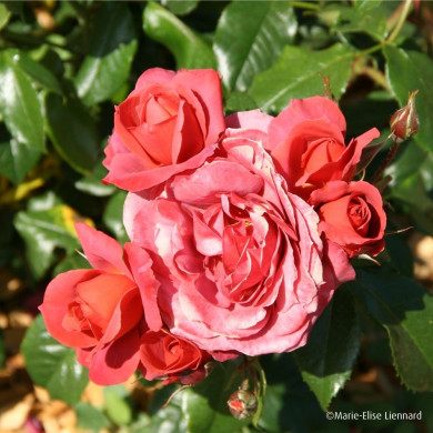 Rosier Hot Cocoa® wekpaltiez