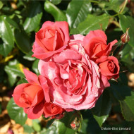 Rosier Hot Cocoa® wekpaltiez