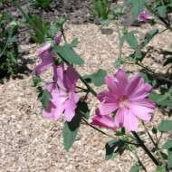 Lavatera 'Rosea'