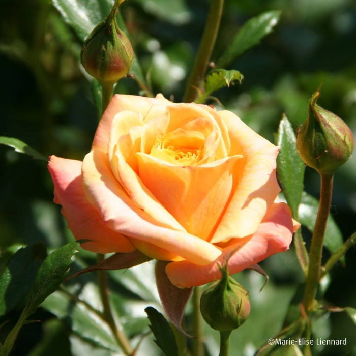 Rosier Amber Flush® interfluco