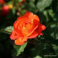 Rosier tige Super Trouper® fryleyeca