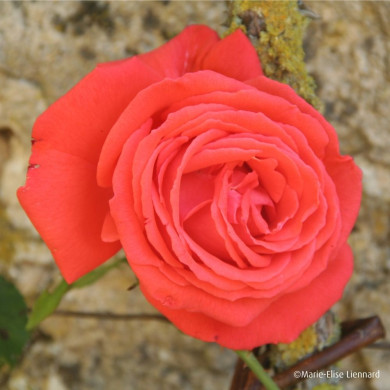 Rosier Super Star® tanorstar