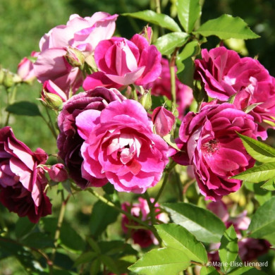 Rosier Burgundi Ice® Prose