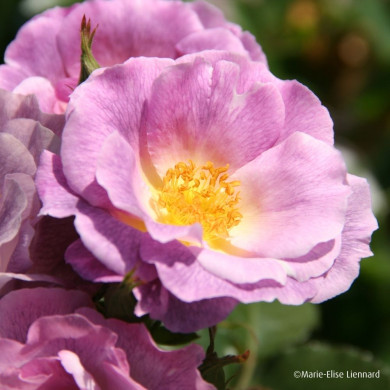 Rosier Pacific Dream® Pejamblu