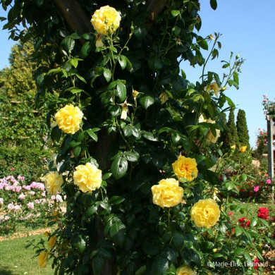 Rosier grimpant Golden Boy® Chewyellowdoor