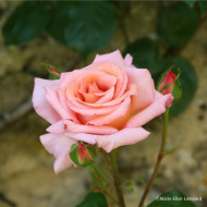 Rosier grimpant Belle de Londres® Compassion
