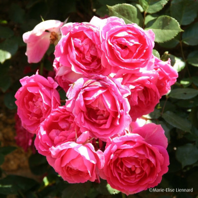 Rosier grimpant Pink Cloud