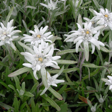 Leontopodium alpinum