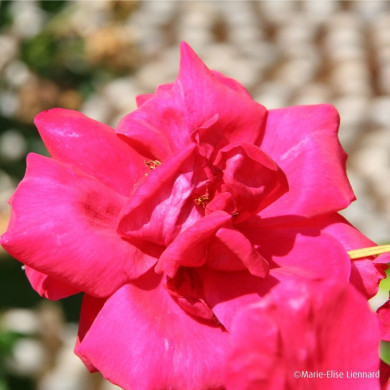 Rosier Chrysler Imperial