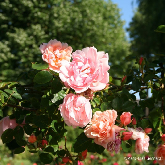 Rosier grimpant Albertine