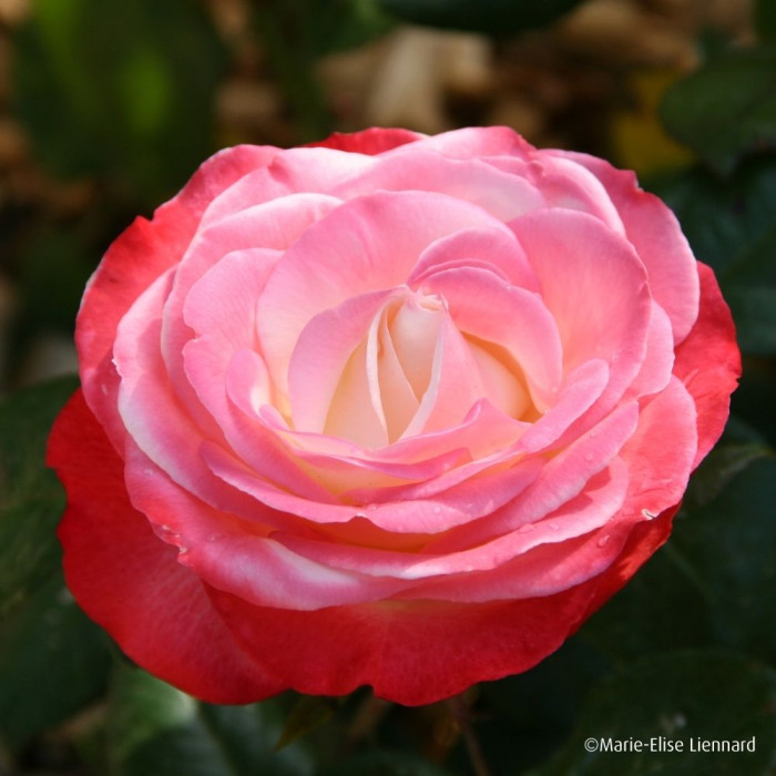 Rosier La Garçonne®
