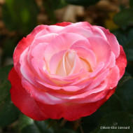Rosier La Garçonne®