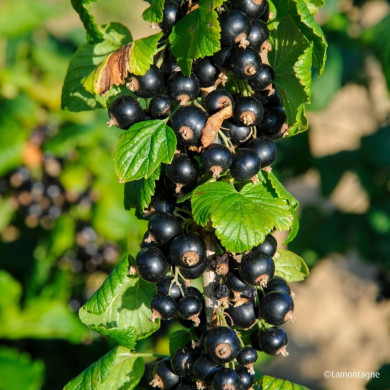 Cassissier 'Géant de boskoop'