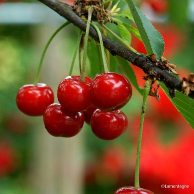 Cerisier guigne 'Anglaise Hâtive'
