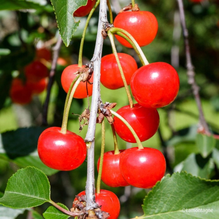 Cerisier griotte 'Montmorency'