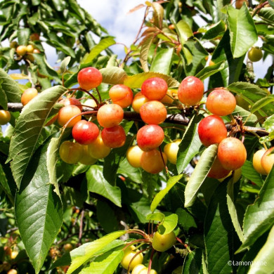 Cerisier bigarreau 'Napoléon'