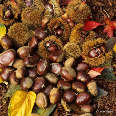 Châtaignier 'Doré de Lyon'