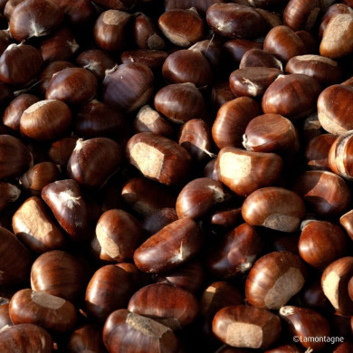 Châtaignier 'Maraval'