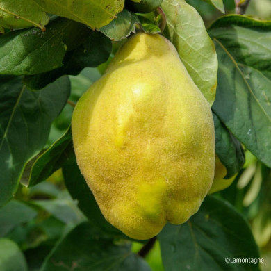 Cognassier 'Géant de Vranja'