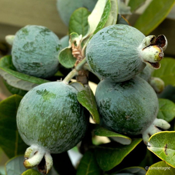 Acca (Feijoa) 'Triumph'